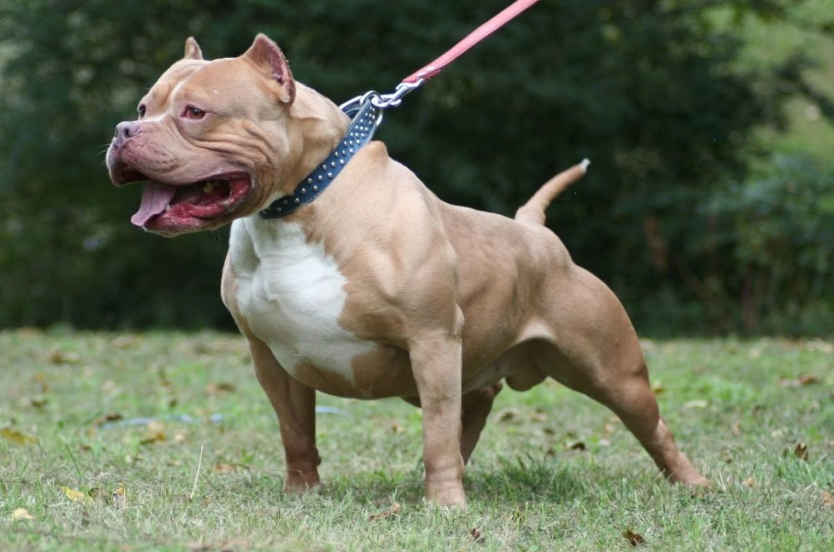 Pitbul qadını parçaladı - Həssas görüntülər 