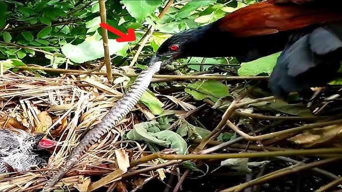 İlanı diri-diri udur