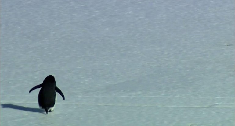 DÜNYA BU PİNQVİNİ DANIŞIR: “Ölümə gedən nihilist” 