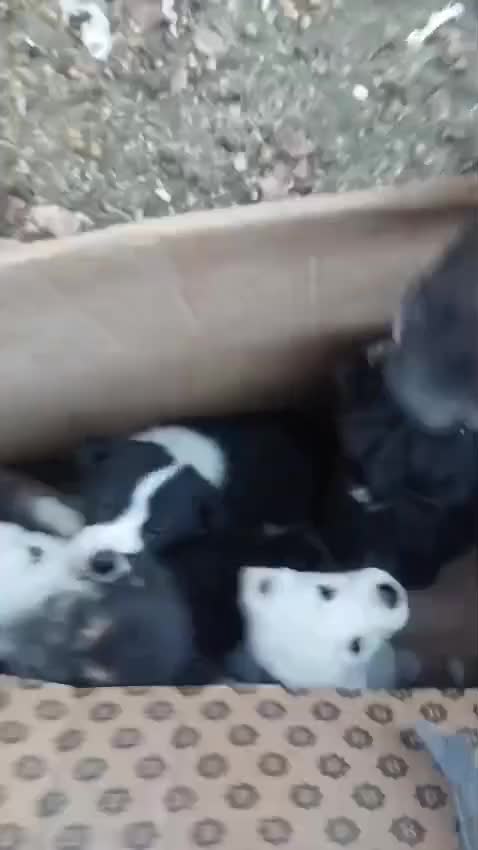 İtləri xilas edən fəhlə işdən qovuldu