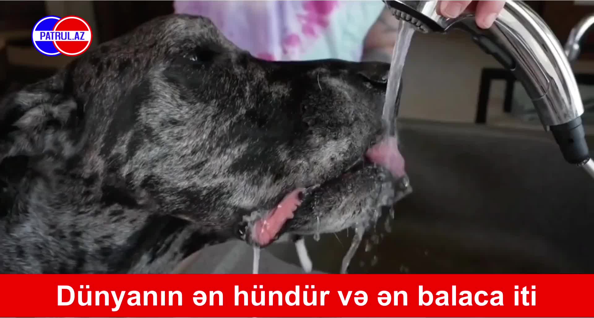 Dünyanın ən hündür və ən balaca iti parkda görüşdürülüb