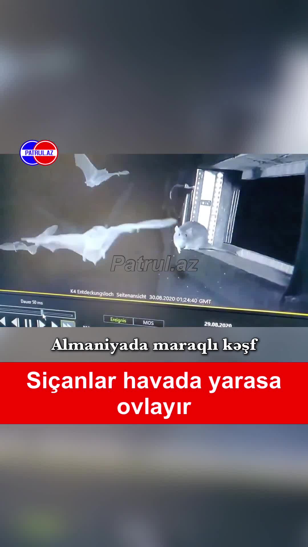 Almaniyada maraqlı kəşf: Siçanlar havada yarasa ovlayır