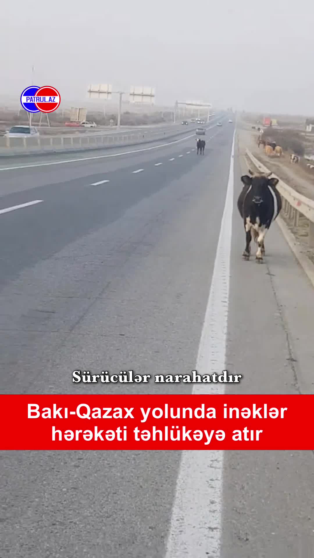 Bakı-Qazax yolunda inəklər hərəkəti təhlükəyə atır 