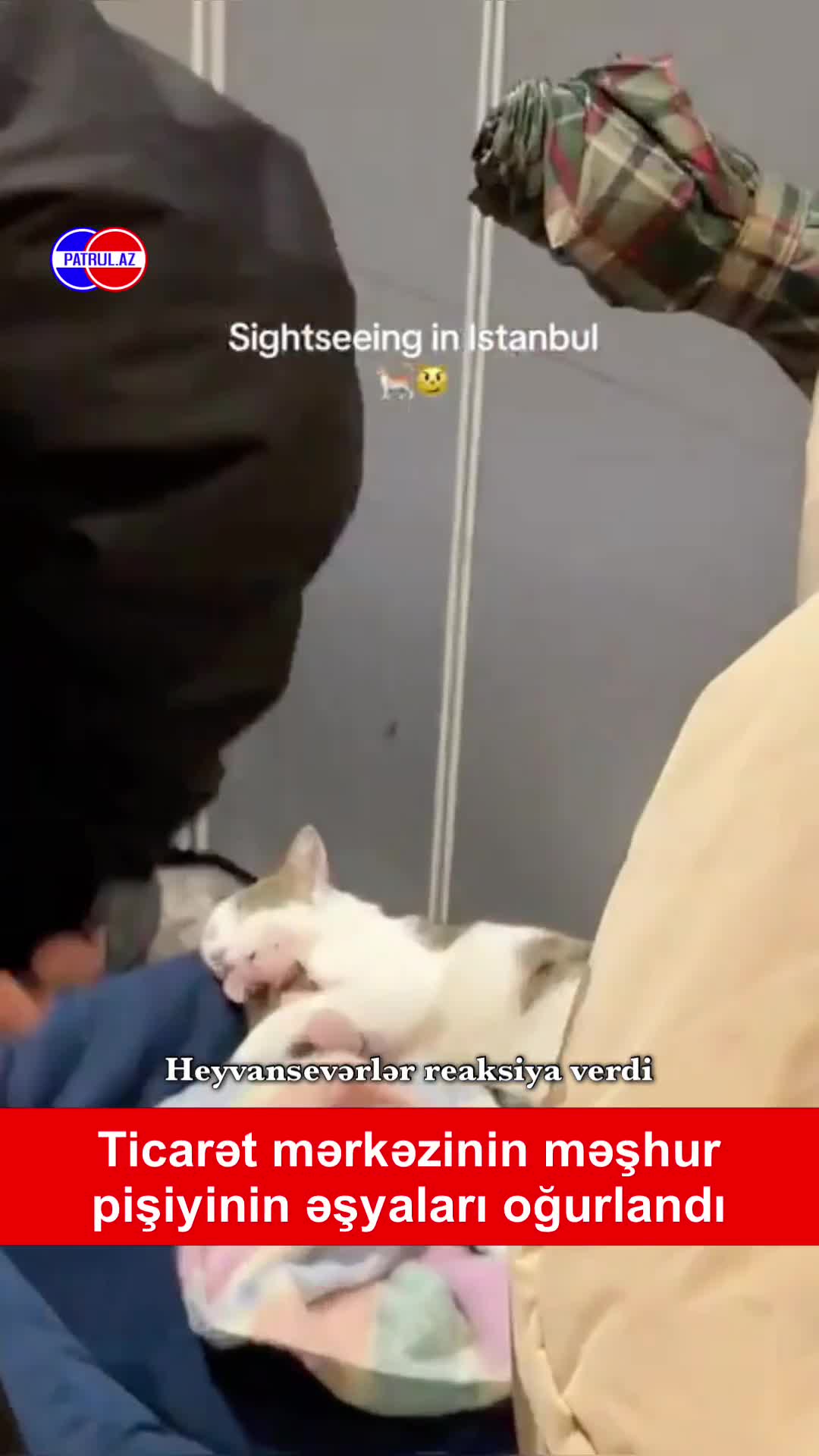 Ticarət mərkəzinin məşhur pişiyinin əşyaları oğurlandı