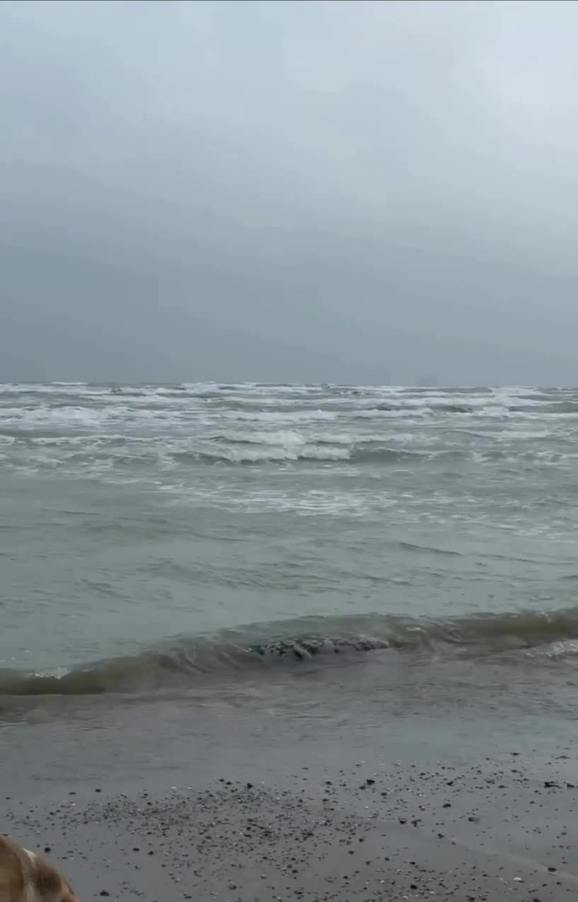 Xəzər sahillərində 500-ə yaxın suiti cəsədi tapıldı 