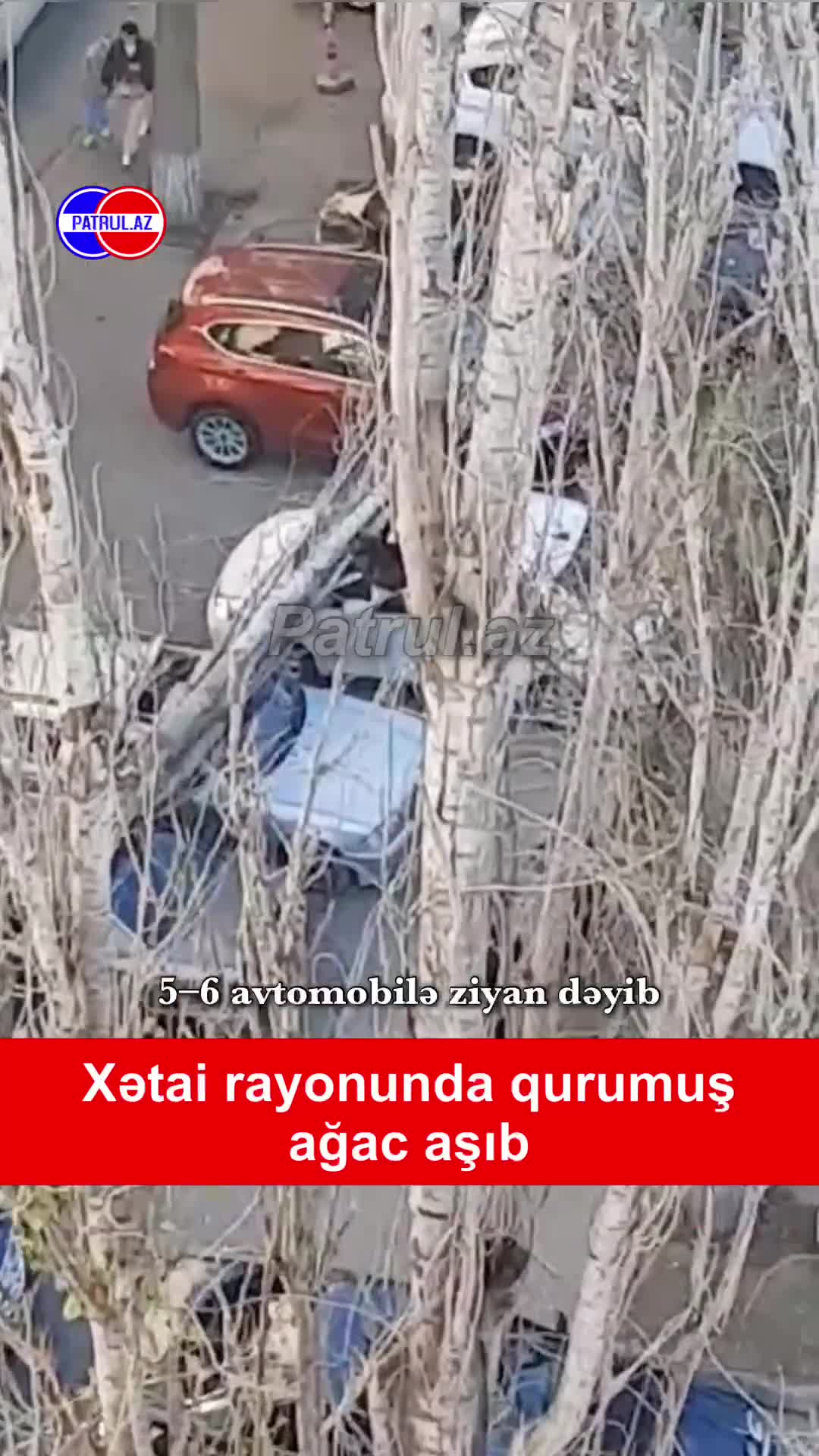 Xətai rayonunda qurumuş ağac aşıb: 5–6 avtomobilə ziyan dəyib