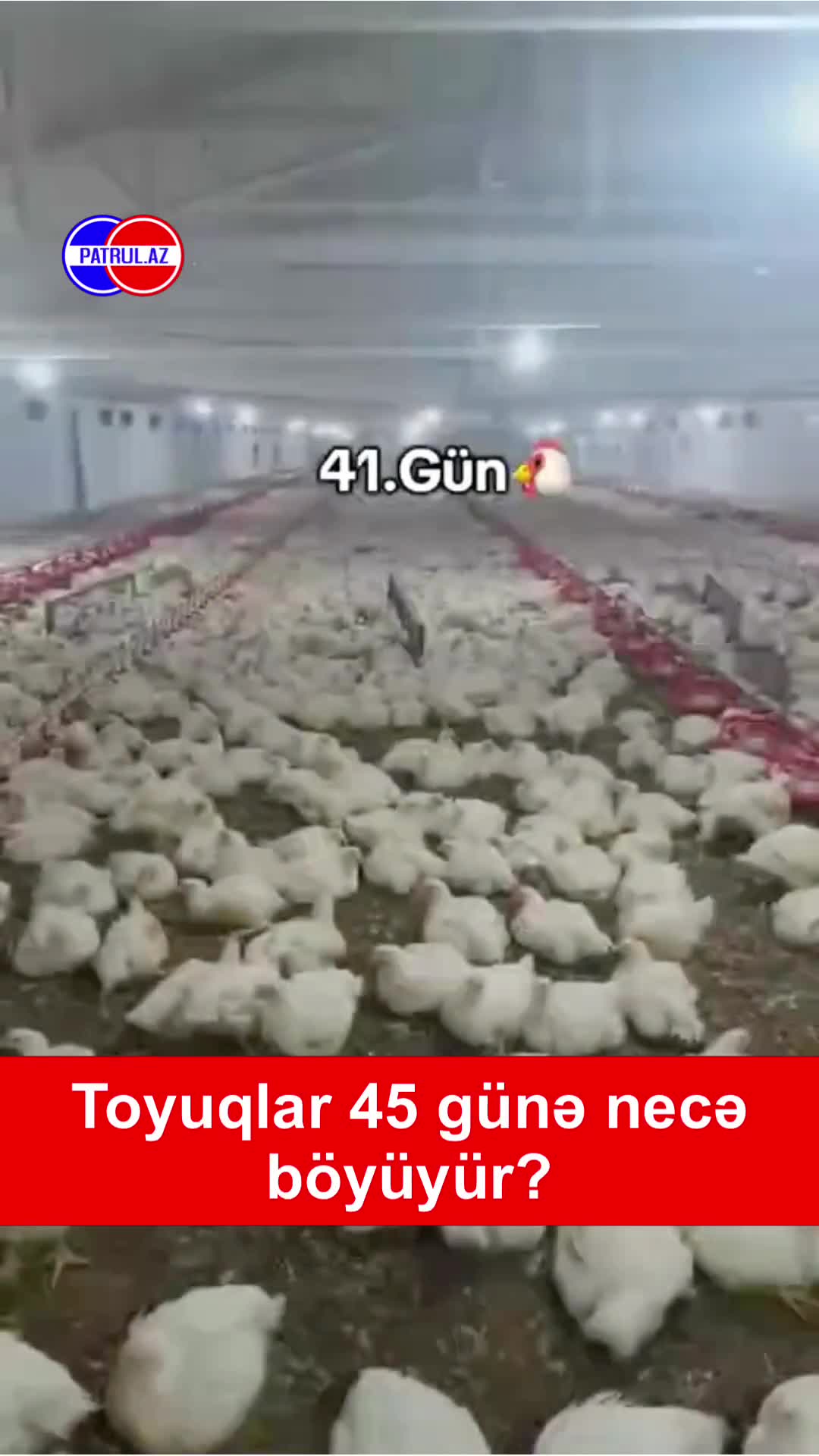 Toyuqlar 45 günə necə böyüyür? Sosial mediada müzakirə
