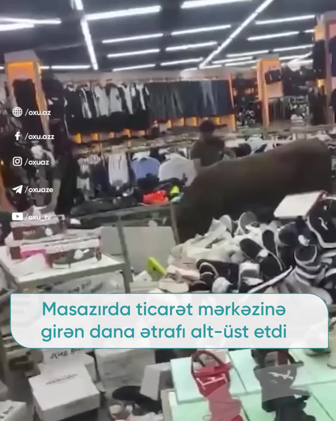 Masazırda dana ticarət mərkəzinin altını üstünə çevirdi 