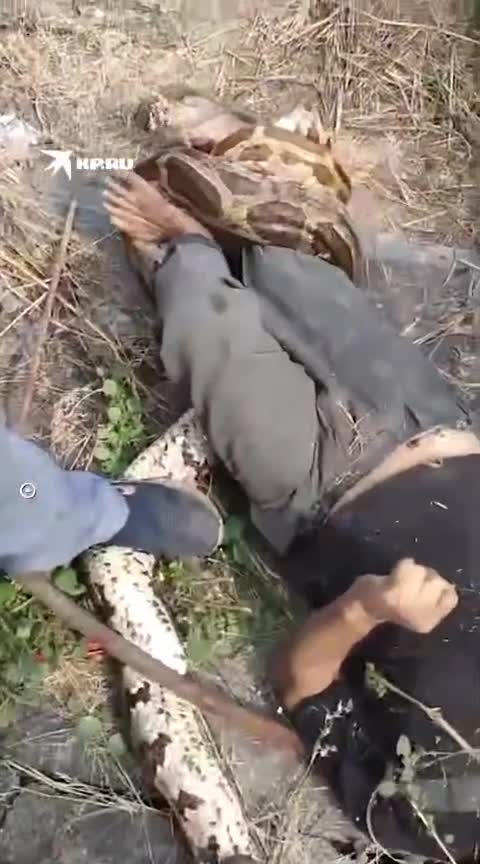 Dörd metrlik piton kişiyə hücum etdi 