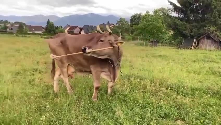 İnəklərin gizli bacarığı üzə çıxdı 