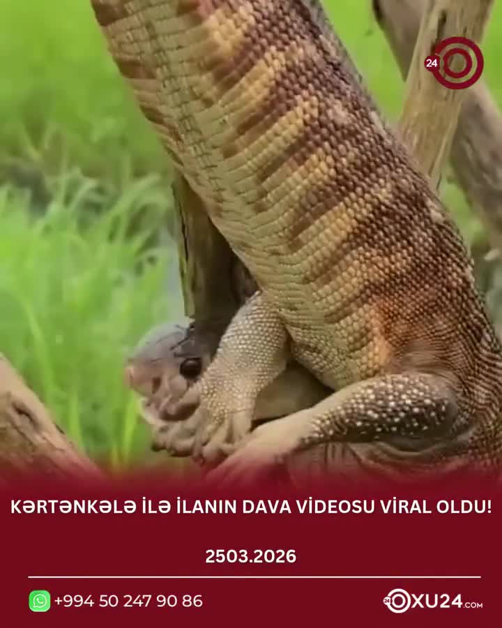  Kərtənkələ ilanı görün nə hala saldı