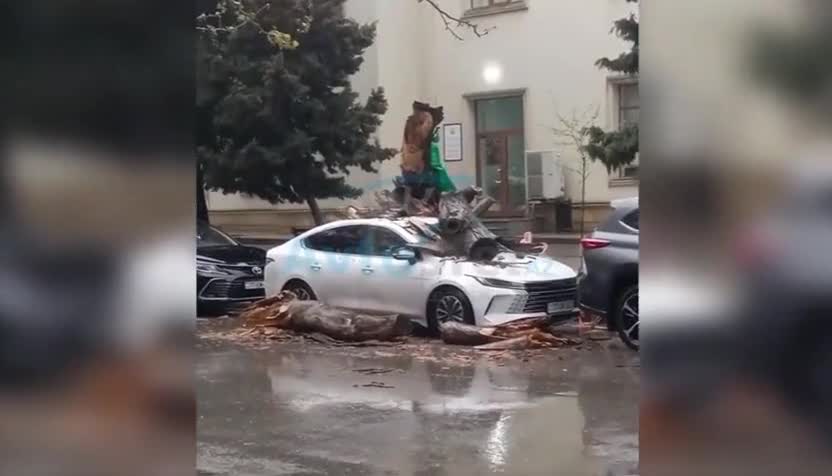 Nəhəng ağac “BYD”nin üstünə aşdı 