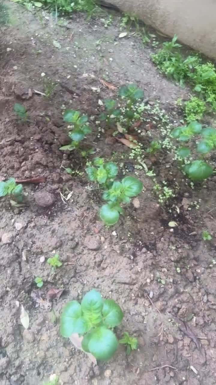 Verilişi bağlanan Xoşqədəm görün nə ilə məşğuldur 