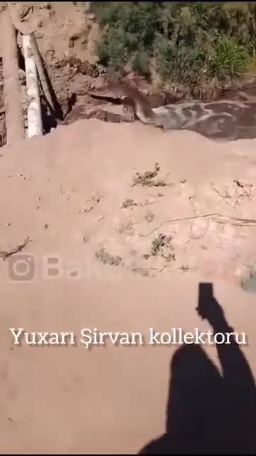 Şok görüntülər: Azərbaycanda timsah var imiş
