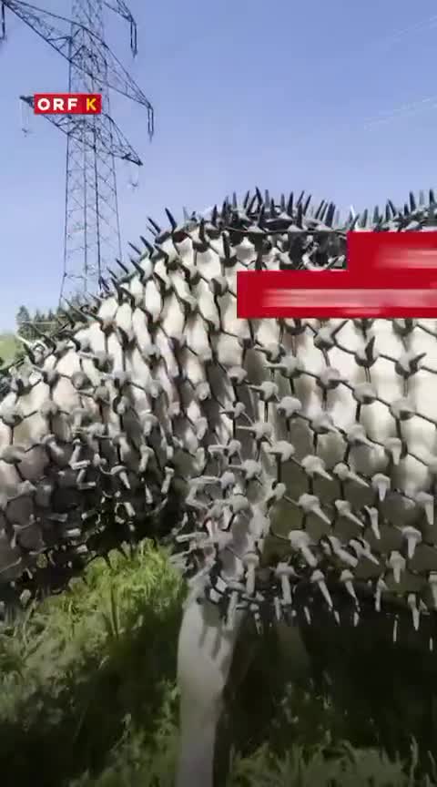 Qurdlardan qoruyan qoyun zirehi düzəldildi