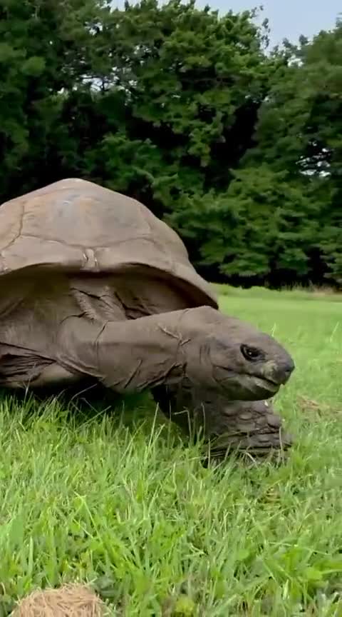 İki əsrlik tısbağa dünya rekorduna düşdü 