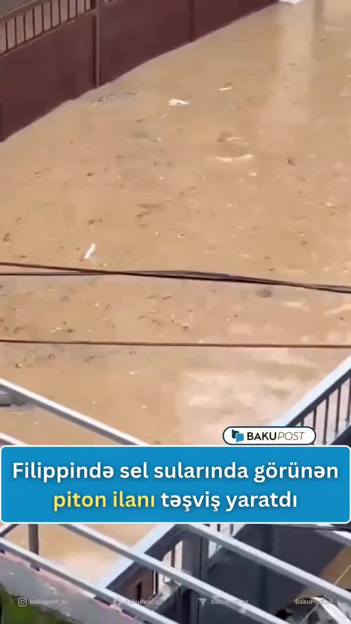 Filippində sel sularında görünən piton ilanı təşviş yaratdı -