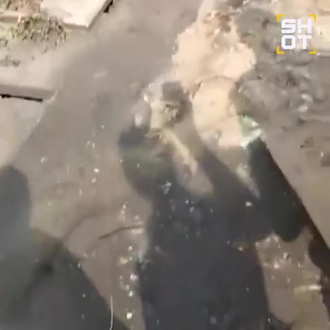 Piton fəhləni boğmağa çalışdı