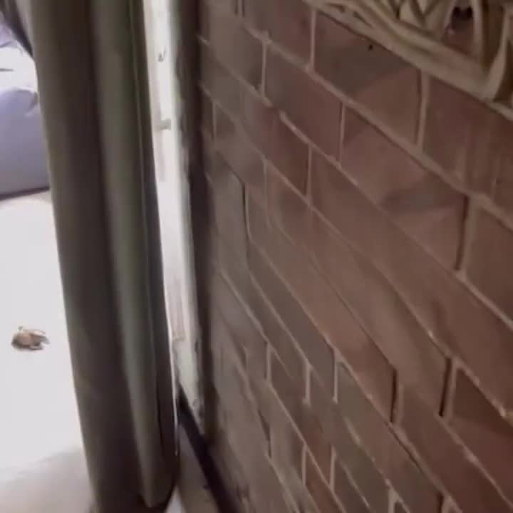 Qurbağanı xilas edərkən həyatını riskə atdı