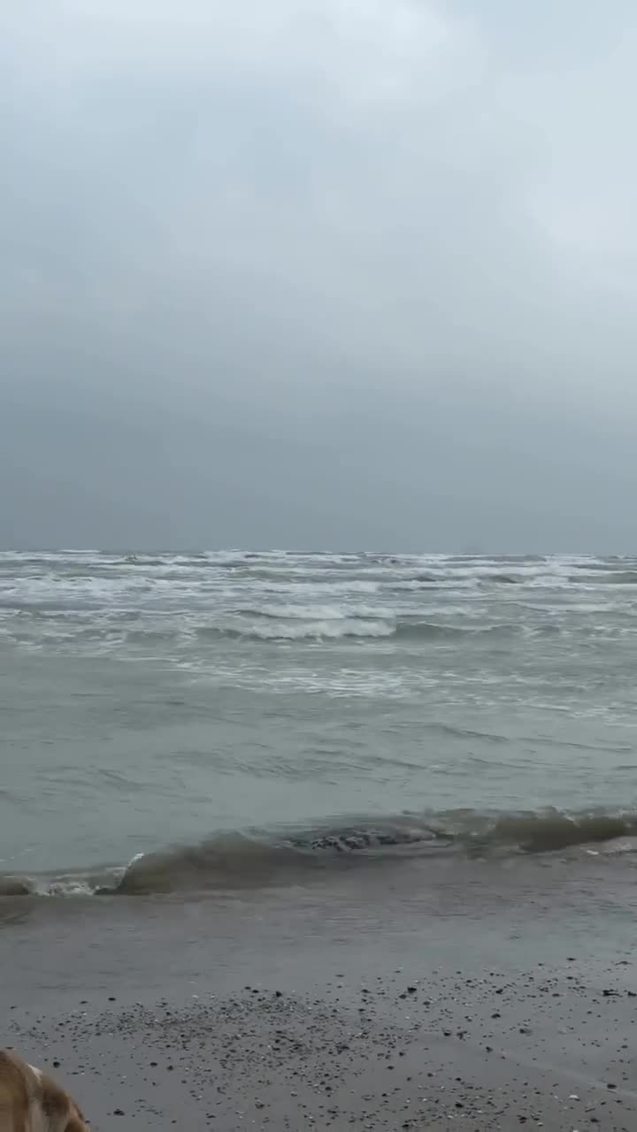 Xəzərdə kütləvi suiti təlafatı