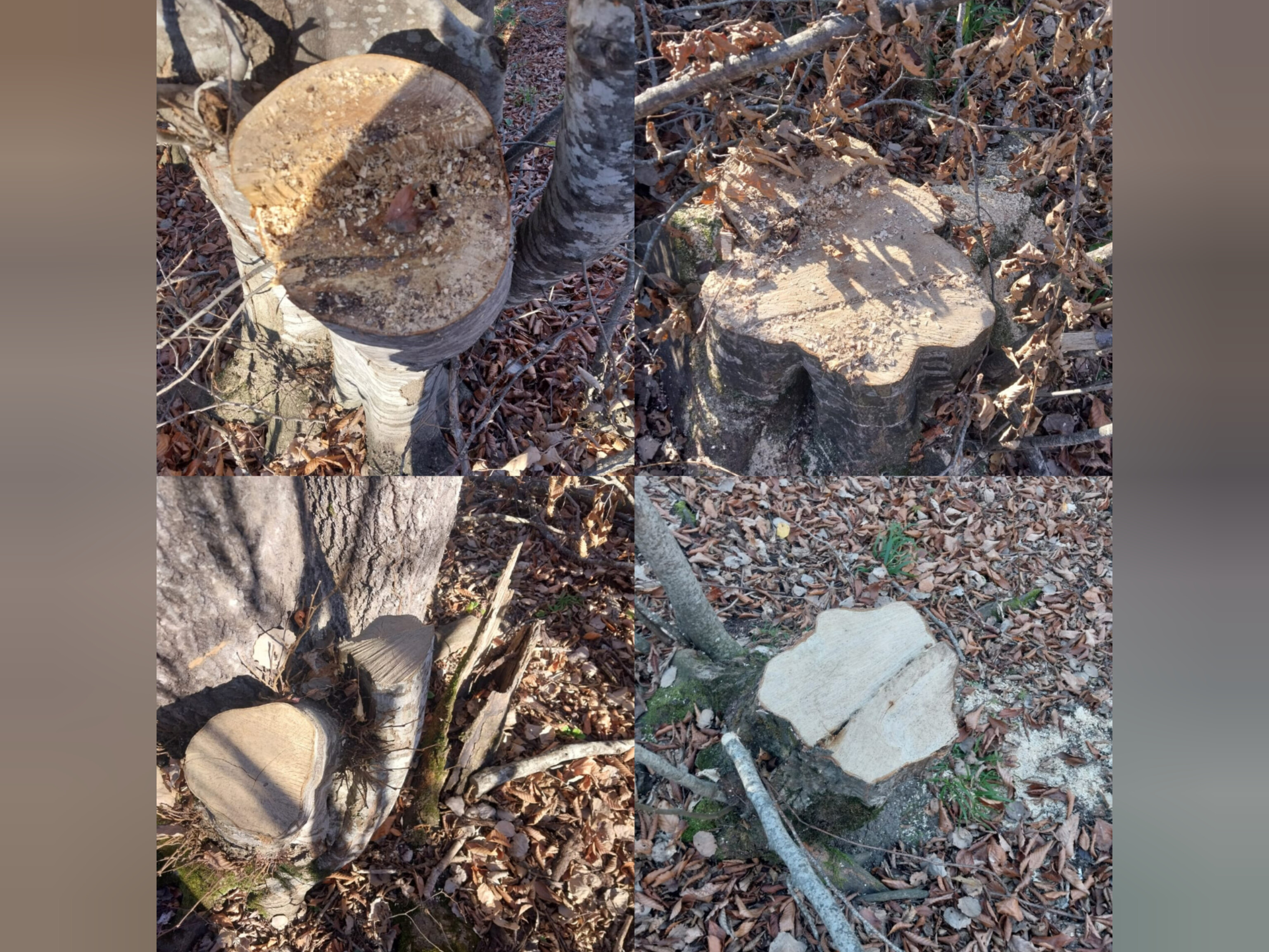 300-dən çox kəsilmiş ağac, qanunsuz ov.. 