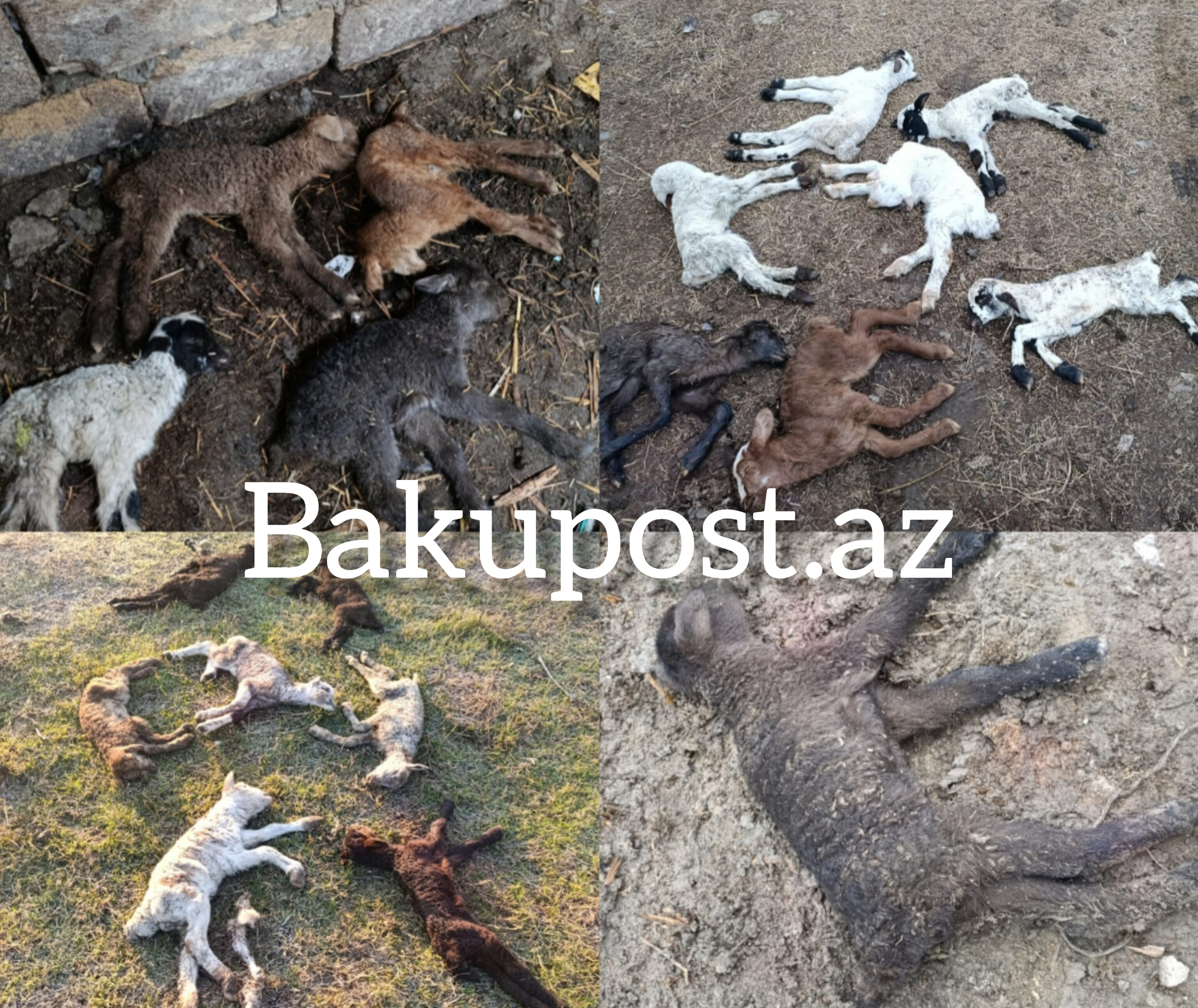 20 min manat tələbi, bir ailəyə qarşı zorakılıq və...