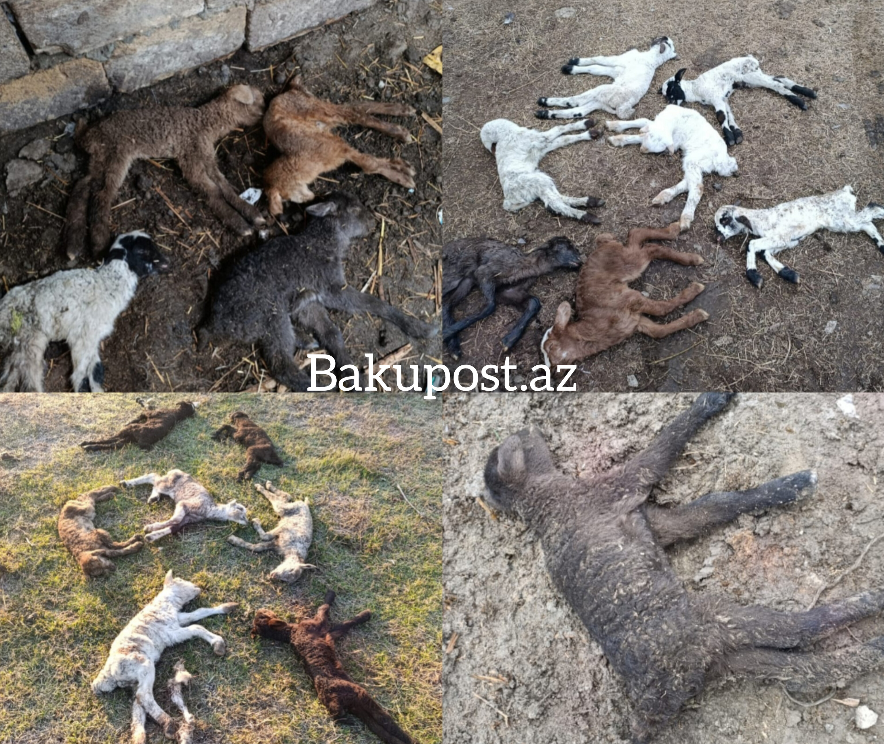 20 min manat tələbi, bir ailəyə qarşı zorakılıq və...