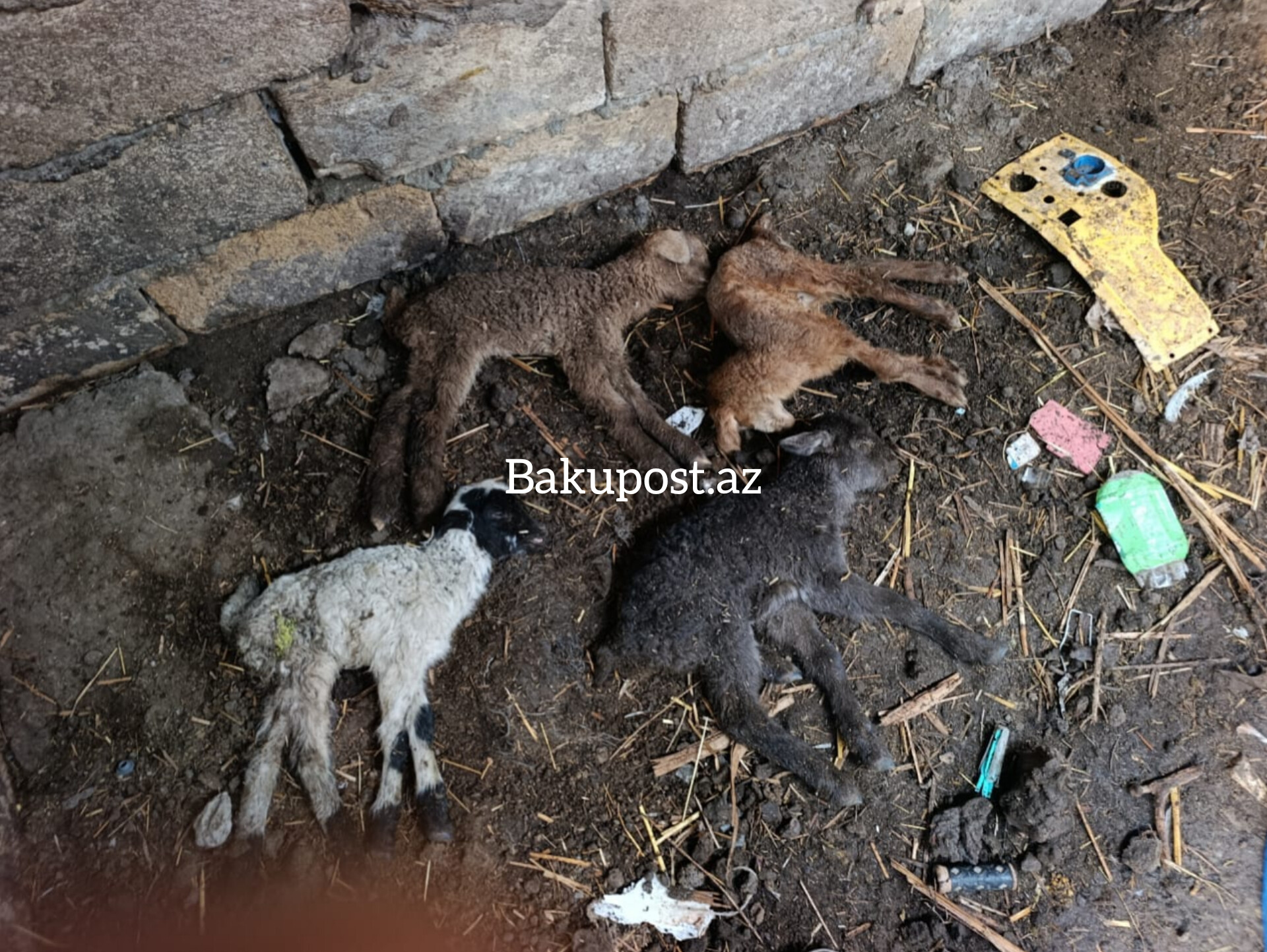 Nazirlik məhkəmə qərarını saymadı 