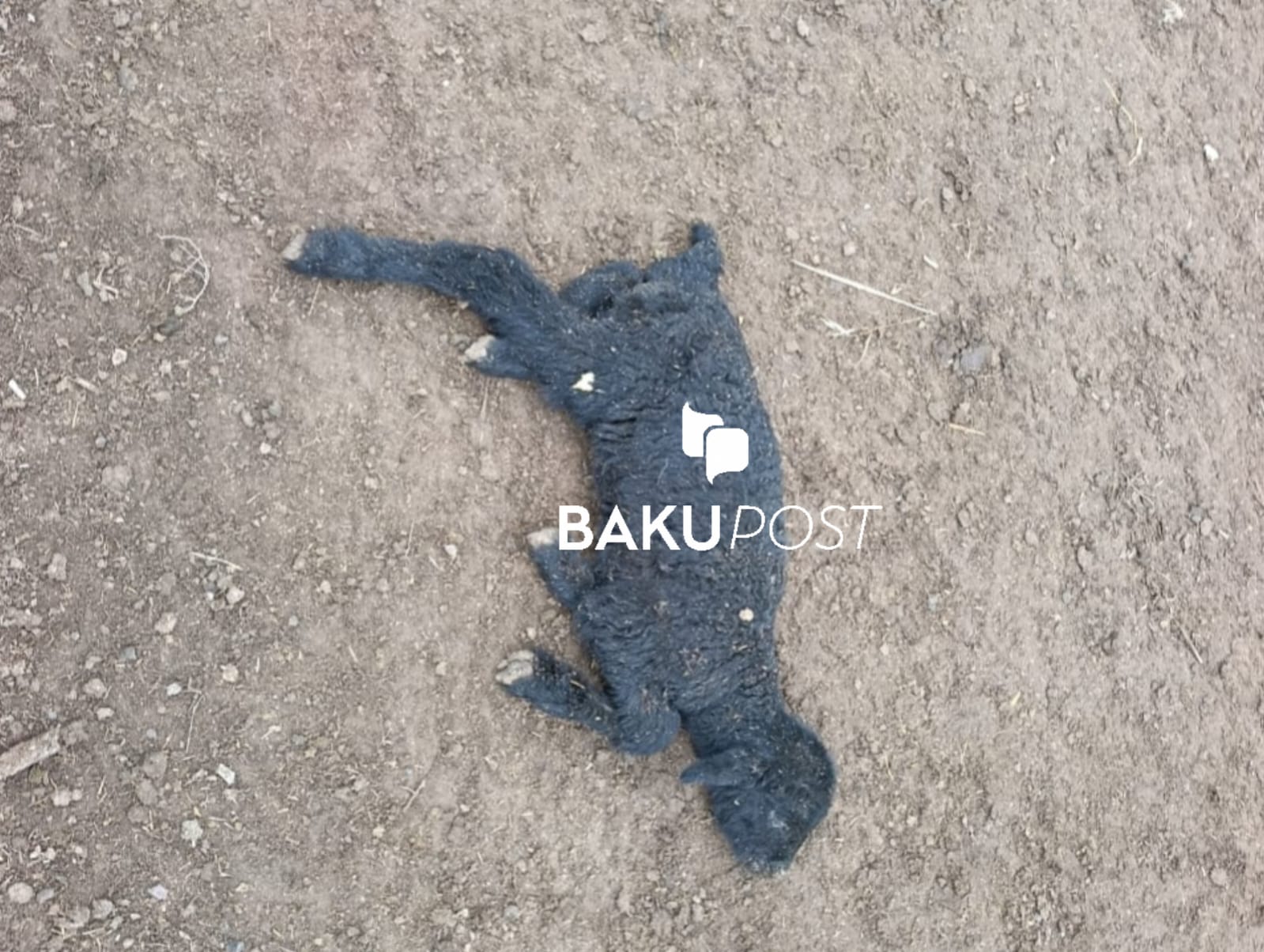 Nazirlik əməkdaşlarının "qoyun əməliyyatı"