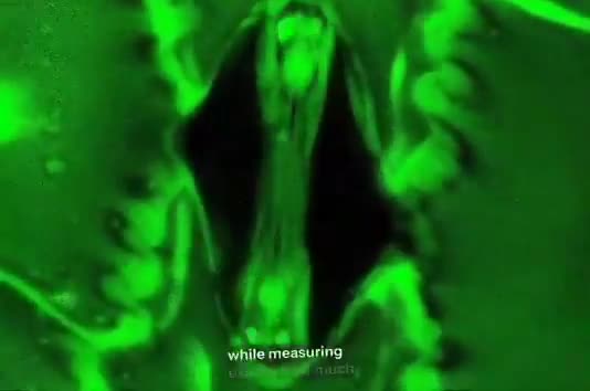 Bitkilər belə nəfəs alır