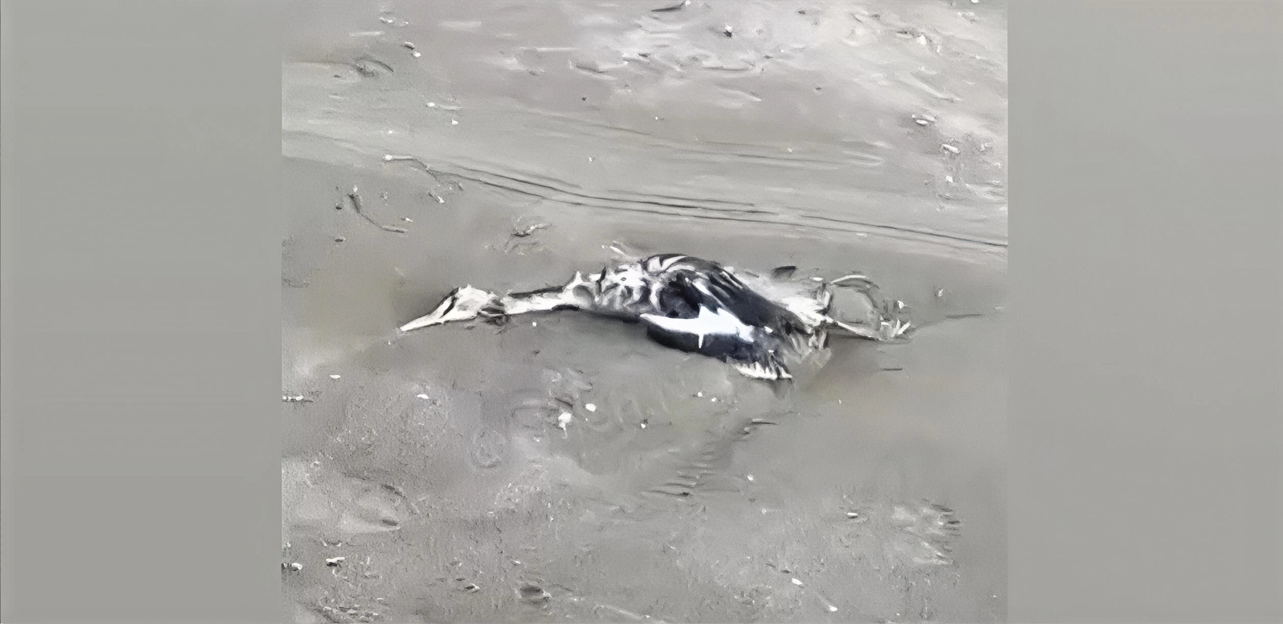 Xəzər sahilində kütləvi quş cəsədləri tapıldı