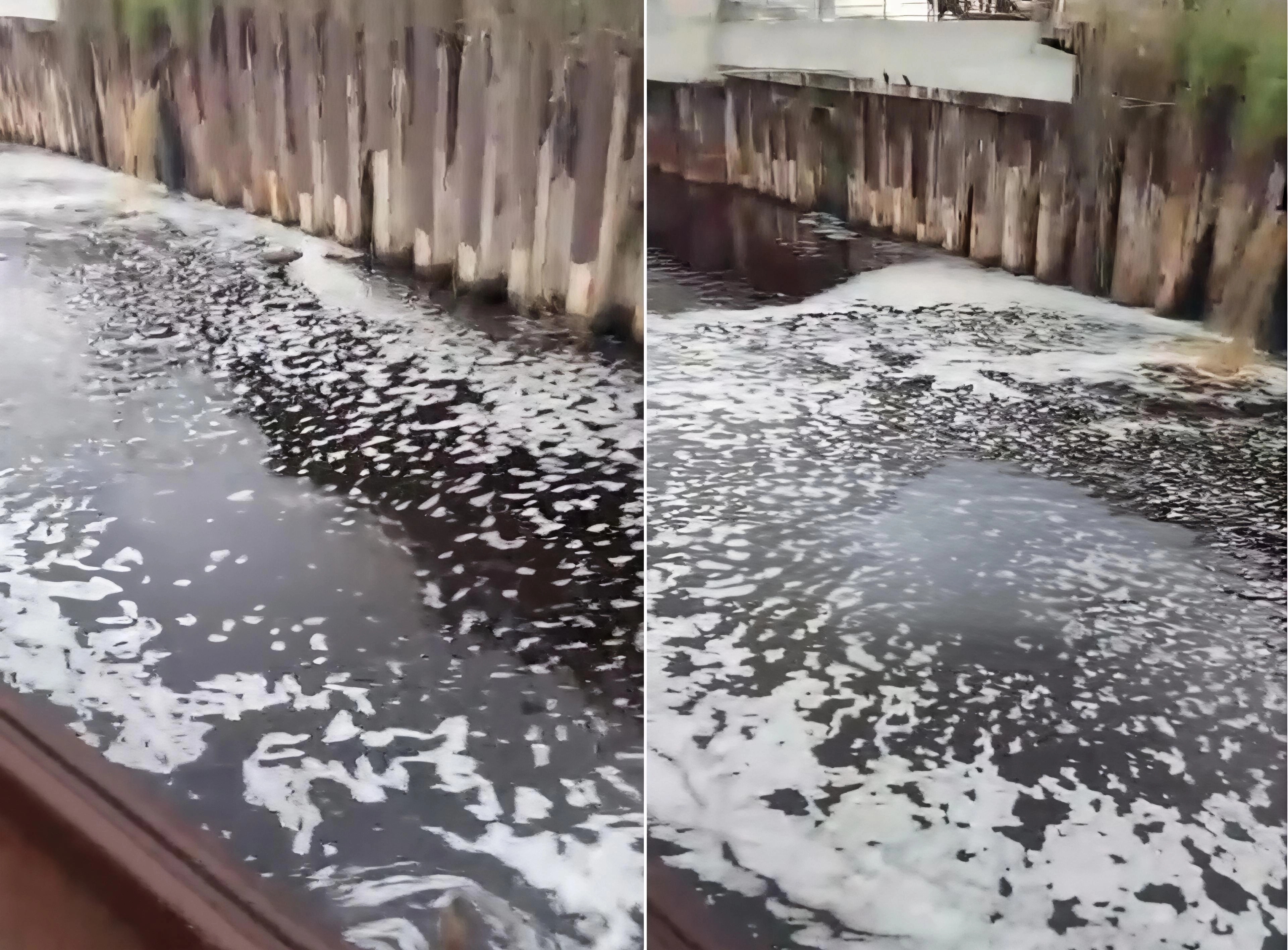Bakıda pivə zavodu dənizi belə murdarlayır