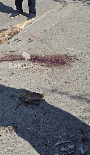 Bakıda 58 yaşlı qadının üzərinə ağac aşdı