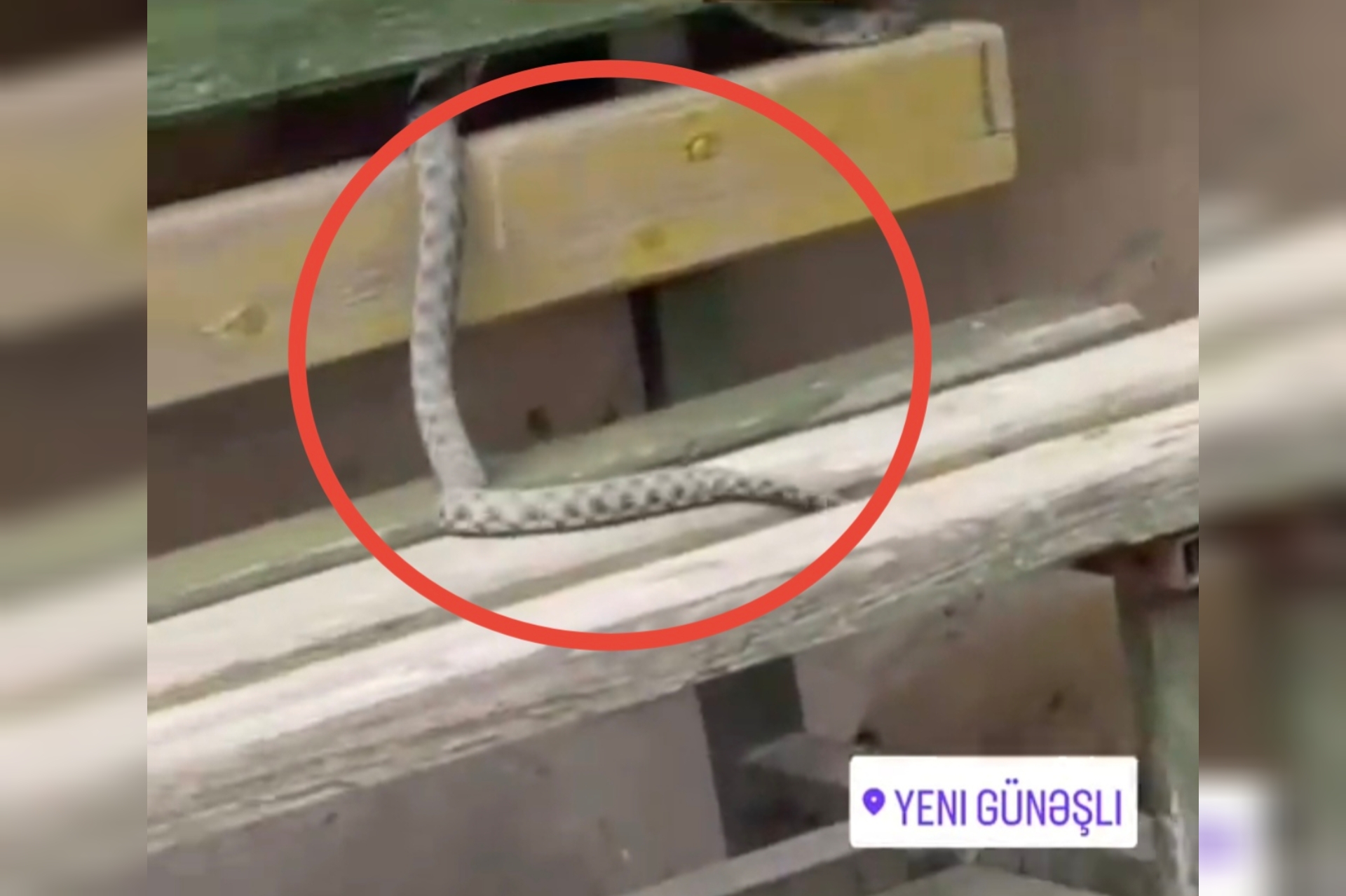 Yeni Günəşlidə ilan peyda oldu