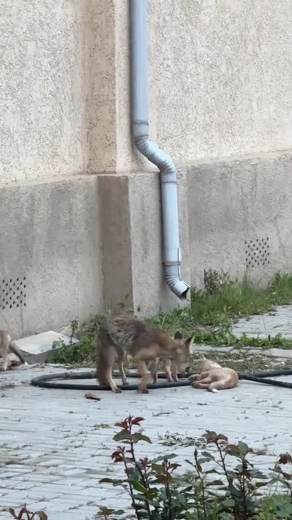 Bakıda tülkülər