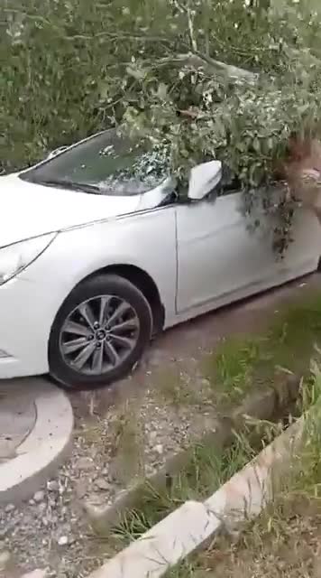 Ağac avtomobilin üstünə aşdı