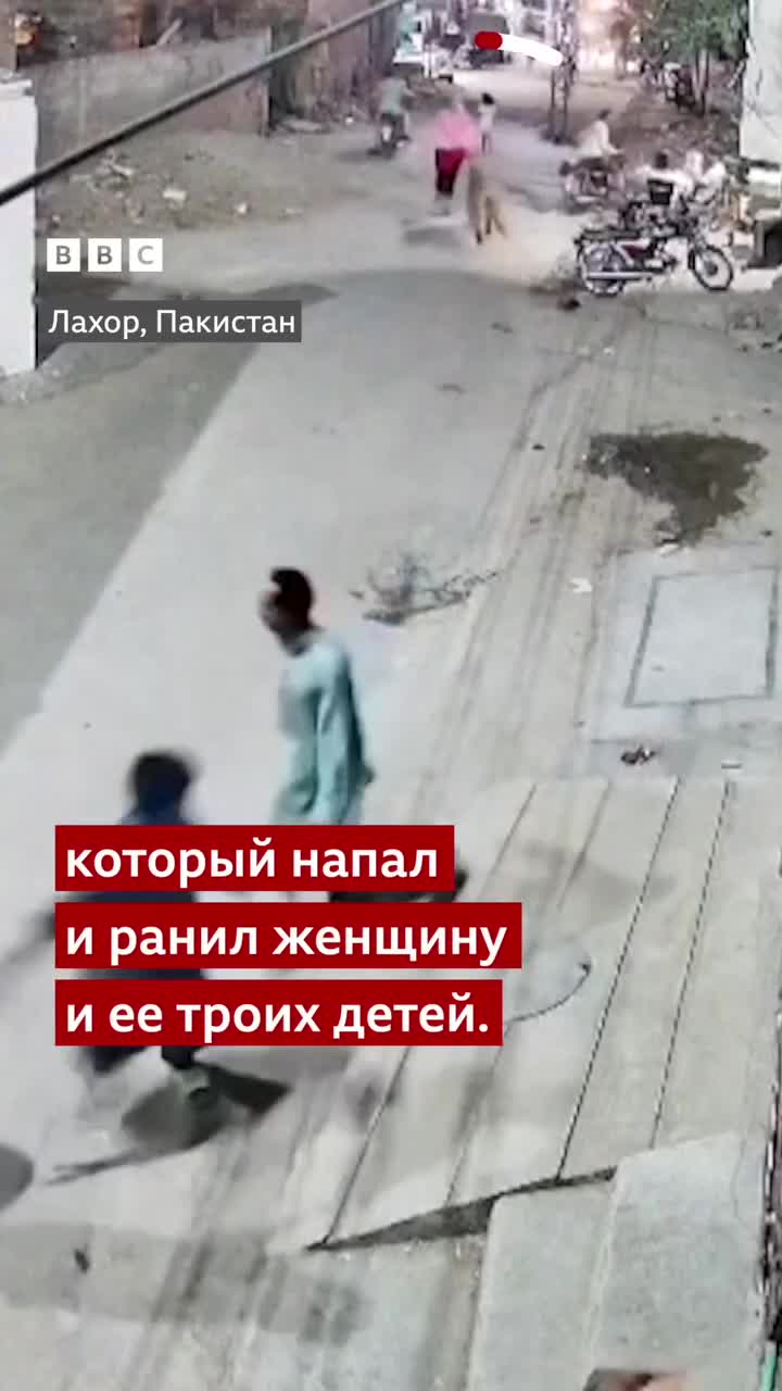 Pakistanda şir insanlara hücum etdi