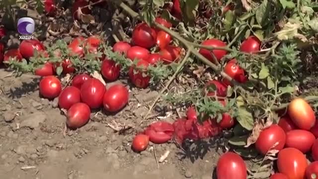Tonlarla pomidor məhv oldu, fermerlər ziyana düşdü