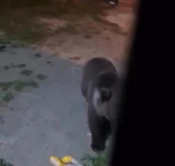 Qubada evin həyətinə ayı girib