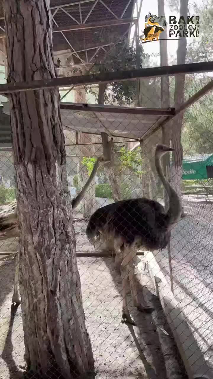 Sumqayıtda 2 dəvəquşu və 13 tutuquşu xilas edildi