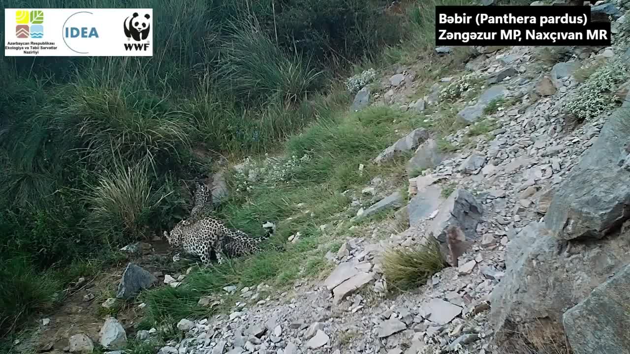 Zəngəzurda bəbir balaları