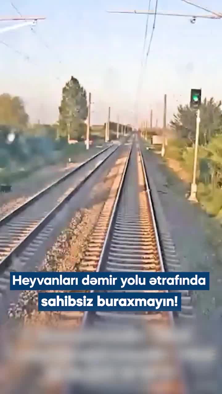 Mal-qara qatarların hərəkətinə ciddi təhlükə yaradır.