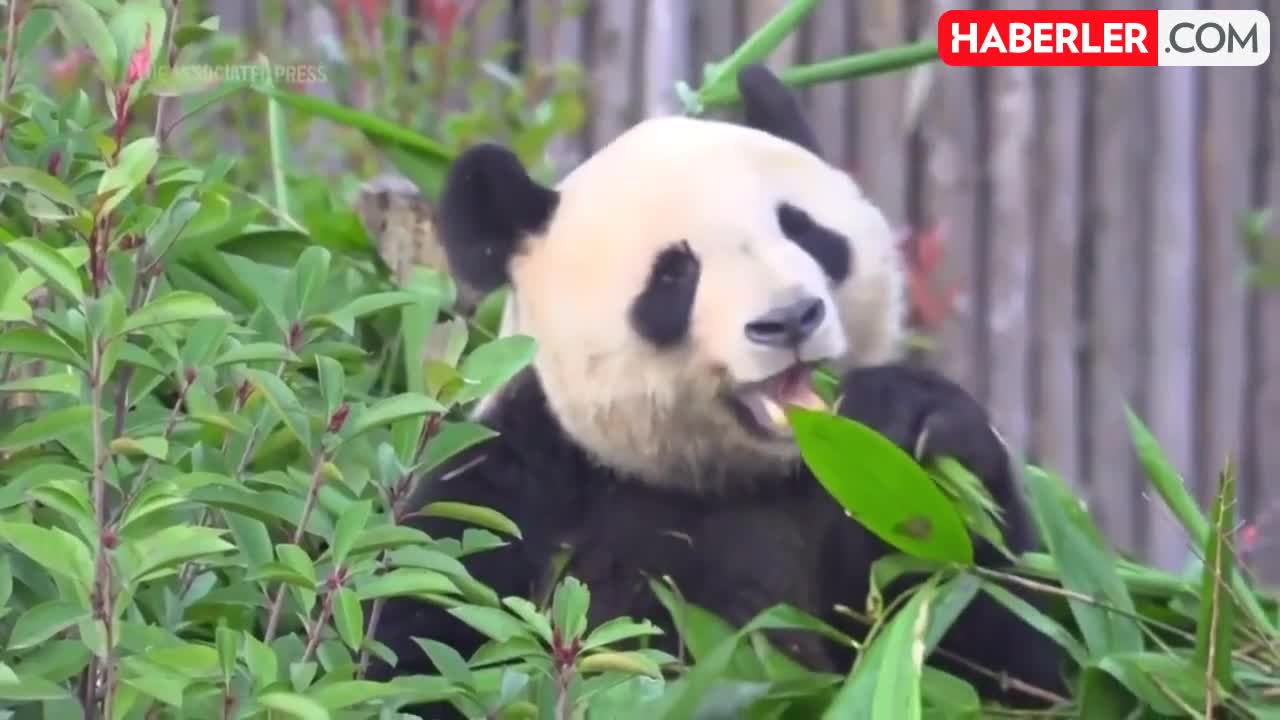 Çində “köhnə dostu” panda ilə yenidən görüşdü