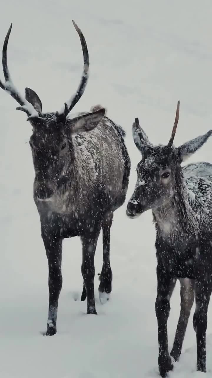 Şahdağ Milli Parkında maral sürüsü
