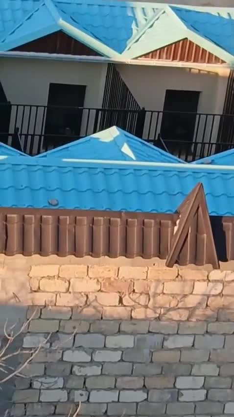 Novxanıda həyətdə saxlanılan itlər və atlar