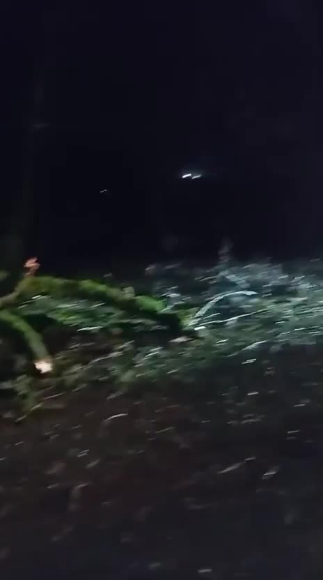 Lənkəran-Lerik yolunda güclü külək ağacı aşırdı