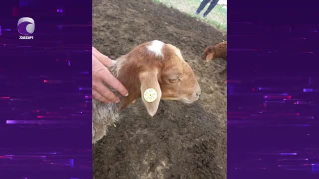 Heyvanları oğurlanan fermer danışdı