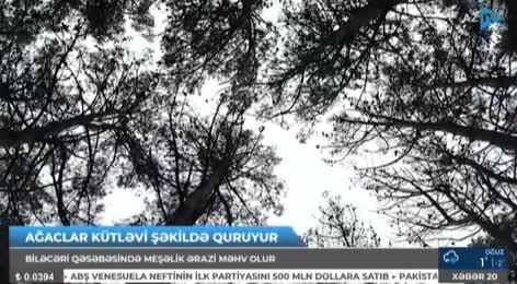 Biləcəridəki meşə məhv olur