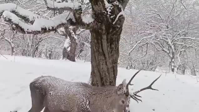 “Mən ovçu deyiləm, maral, ay maral...”