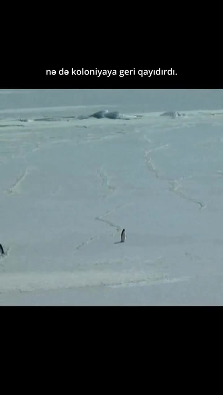 “Nihilist pinqvin”in görüntüləri